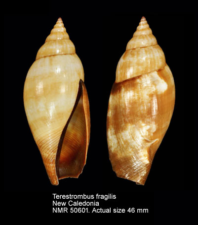 Terestrombus fragilis (4).jpg - Terestrombus fragilis (Röding,1798)